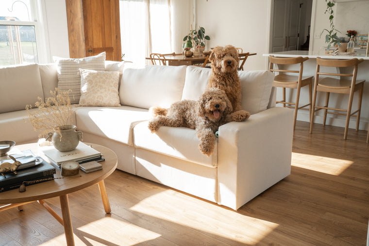 Dog lounging on a durable Home Reserve sectional in a sunlit room
